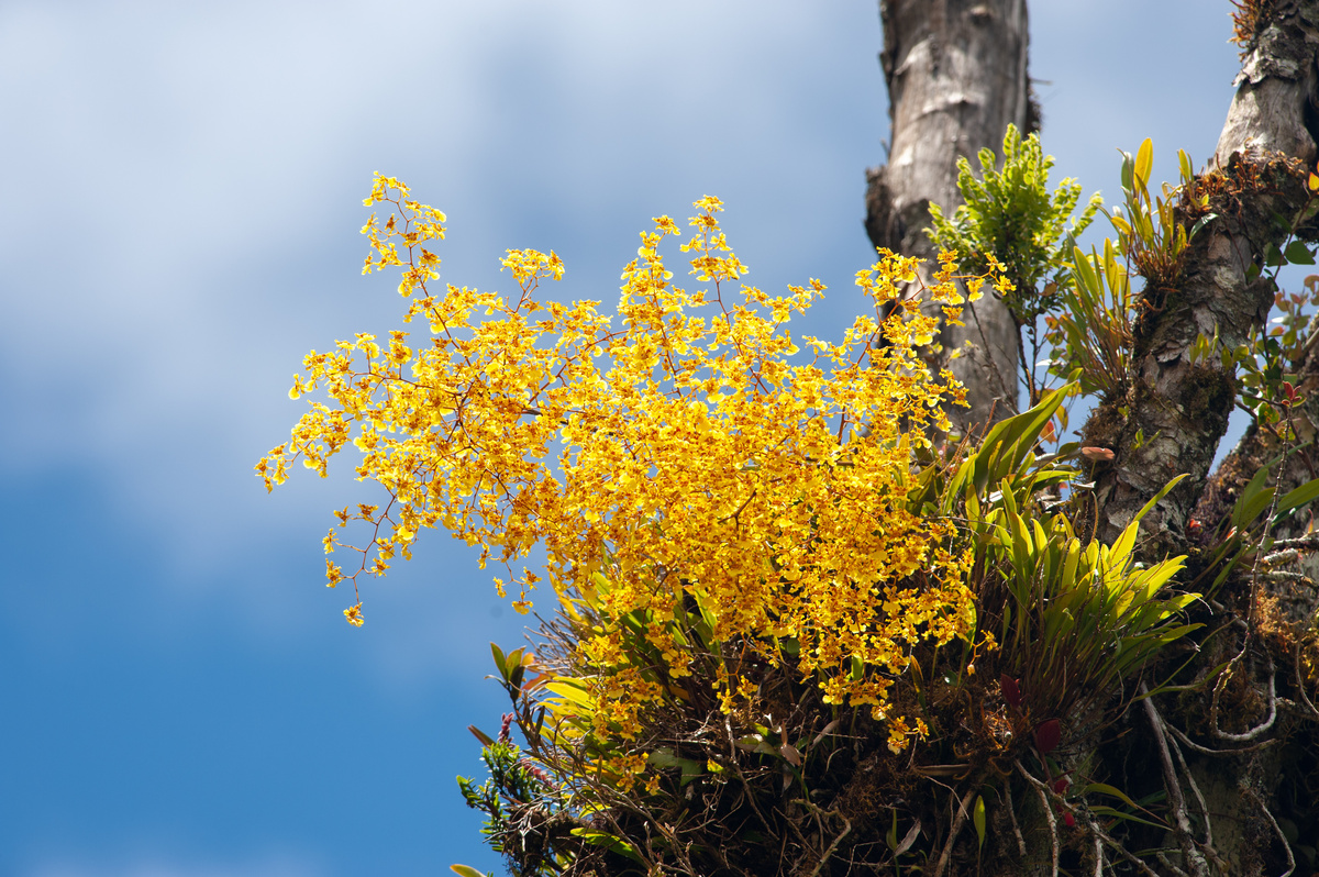 orquídea oncidium spachelatum amarela no alto de uma árvore