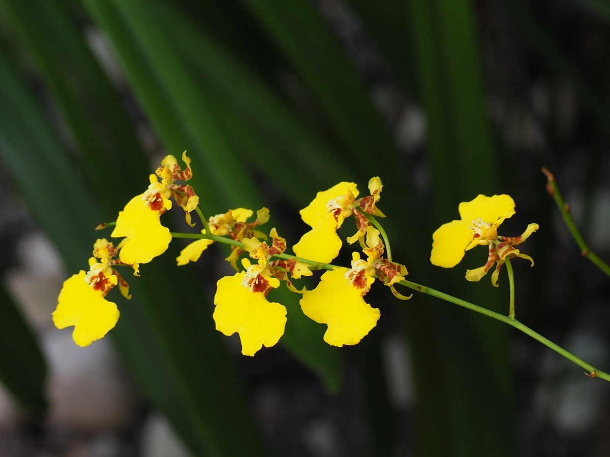 Orquídea oncidium flexuosum amarela