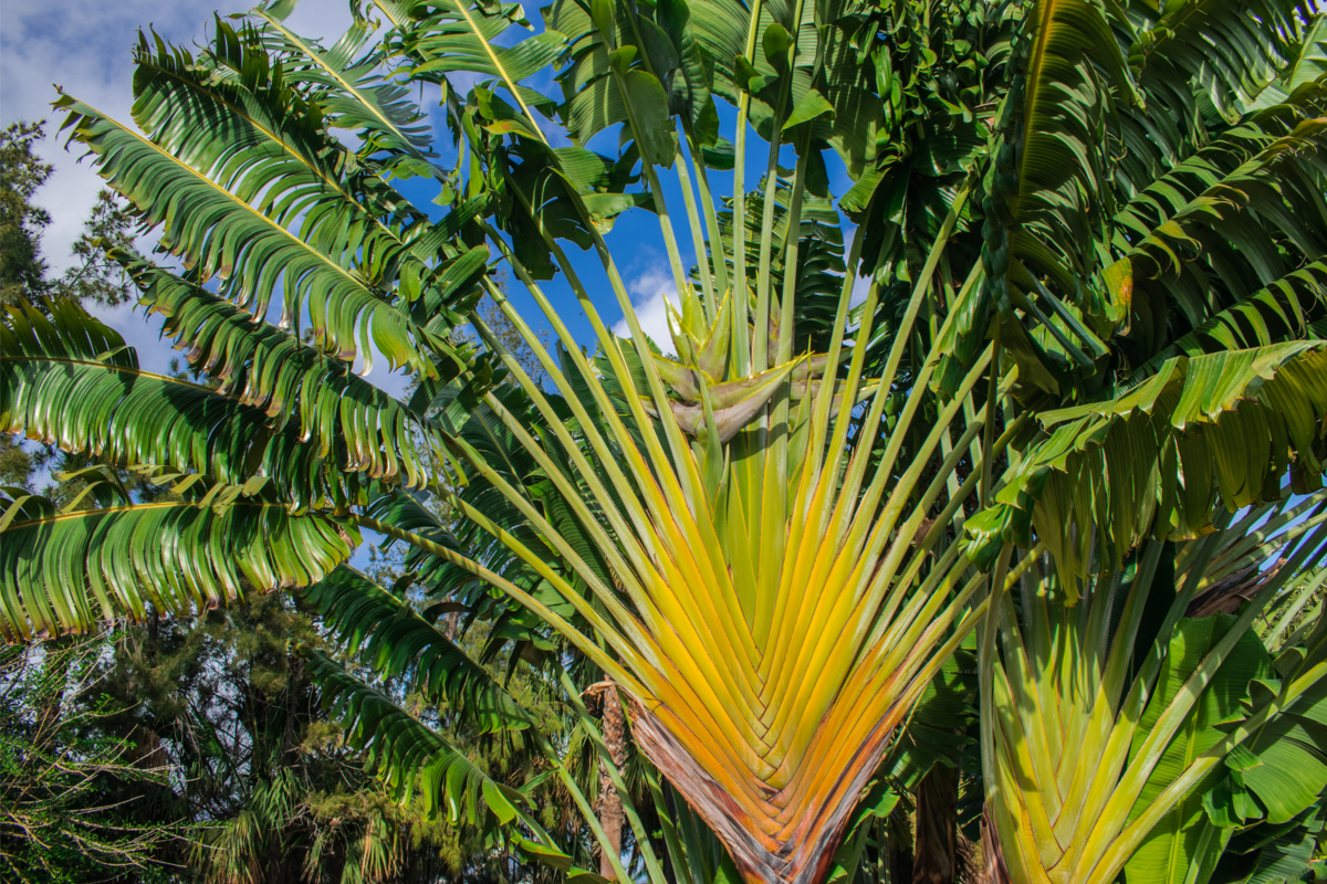 RW PAISAGISMO: ESCULTÓRICA: RAVENALA OU ÁRVORE-DO-VIAJANTE