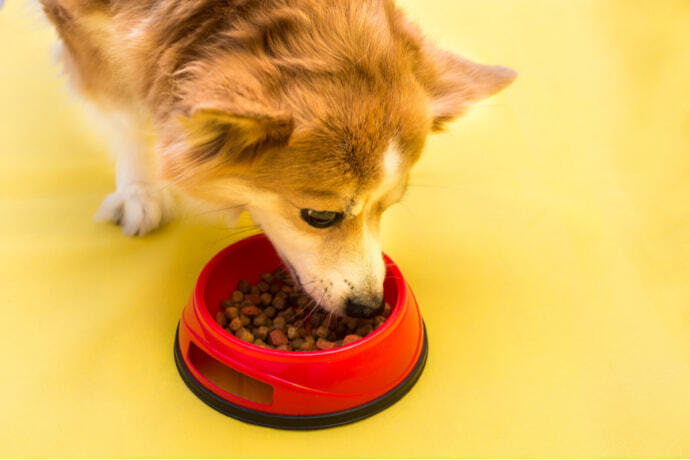Pet comendo uma saborosa ração de cachorro