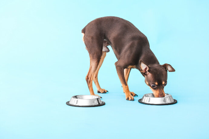 Cachorro comendo ração na tigela em um fundo azul