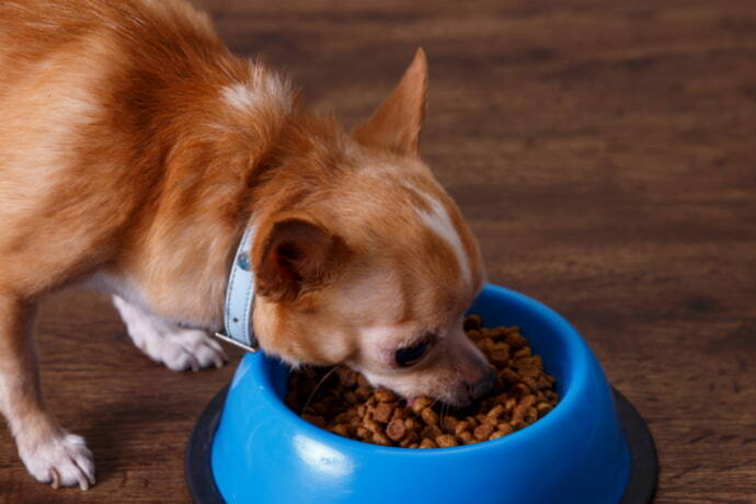 Chihuahua comendo ração em um pote azul