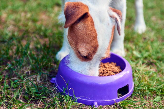 Russell Parson Terrier comendo ração no jardim