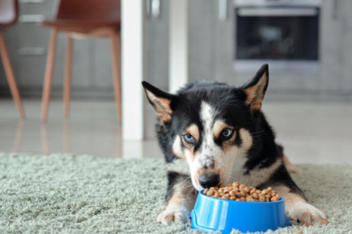 Cachorro fofo comendo comida da tigela azul em casa.
