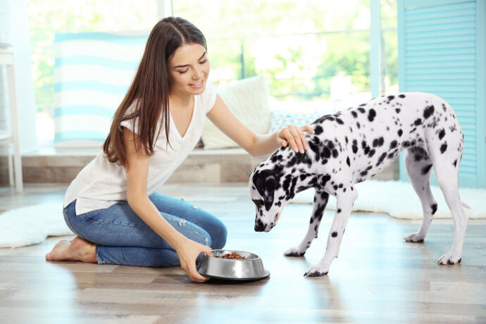 Mulher alimentando seu cachorro dálmata em casa.
