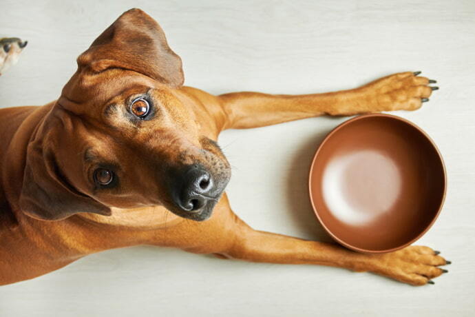 Close-up de um cachorro e de um pote de ração marrom.
