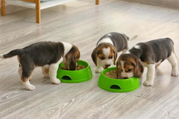 Filhotes de Beagle fofos comendo comida de tigelas em casa.
