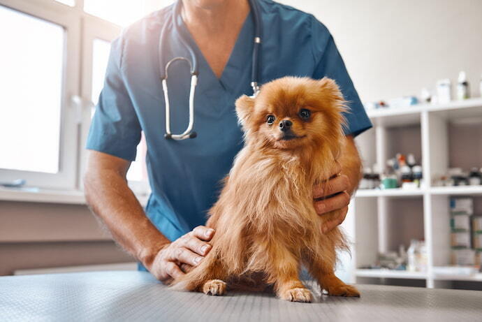 Cachorro no veterinário 