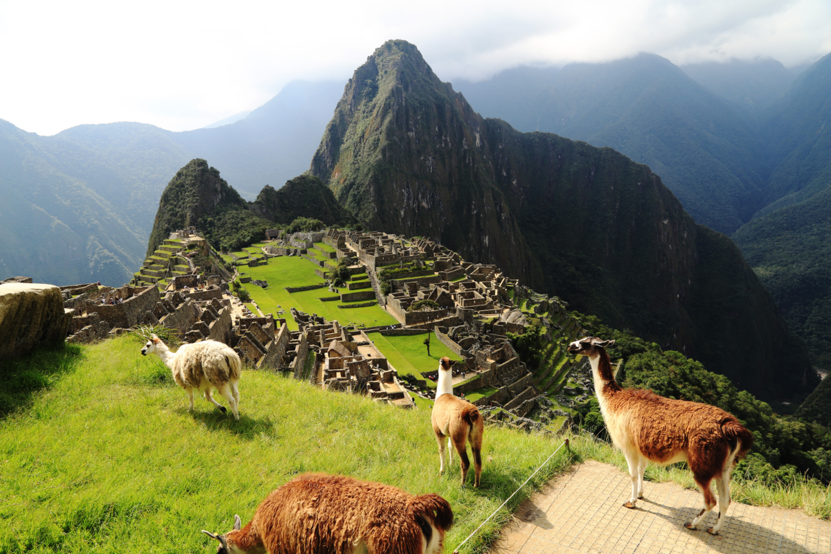 Lhamas e ruínas da cidade de Machu Picchu