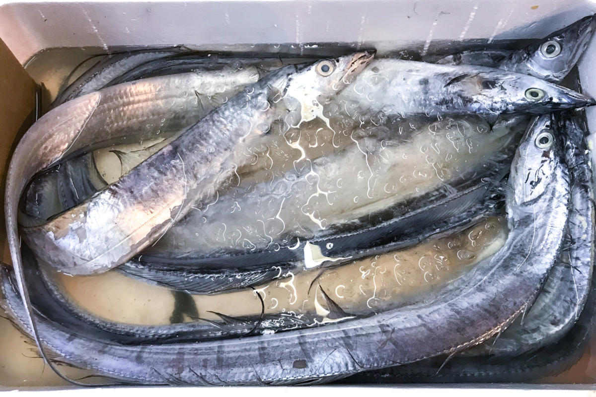 Vários peixes espadas recém pescados em balde com água e gelo