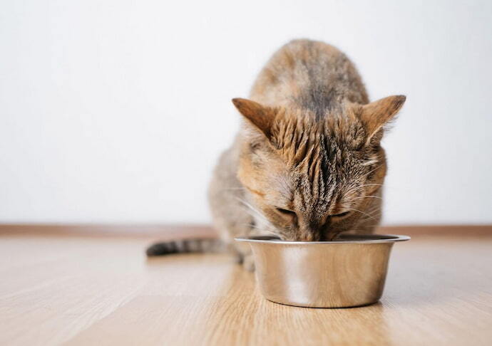 Gato comendo 