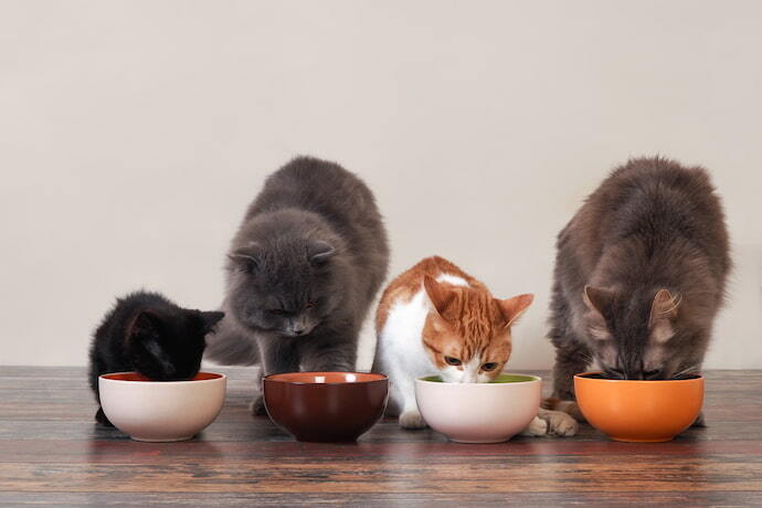 Gatos comendo 
