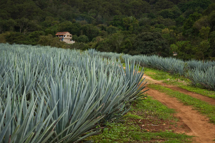 Grande plantação de agave azul principal matéria-prima da tequila.