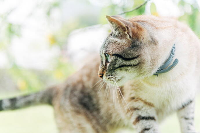 Gato doméstico de olhos azuis com coleira antipulgas em um jardim.