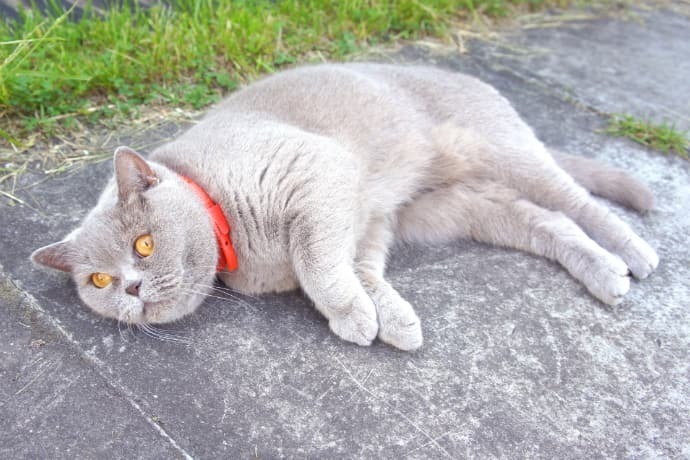Gato cinzento com coleira protetora contra pulgas. 