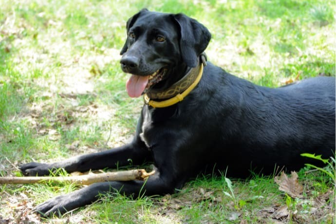 Cachorro preto sobre a grama com coleira antipulgas amarela.