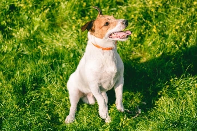 Cachorro feliz usando coleira antipulgas em um dia ensolarado.