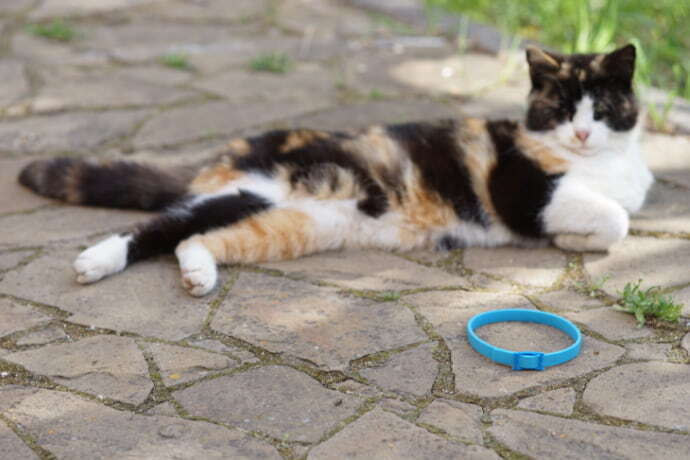 Gato descansando ao ar livre, perto de uma coleira azul antipulgas sobre o chão.