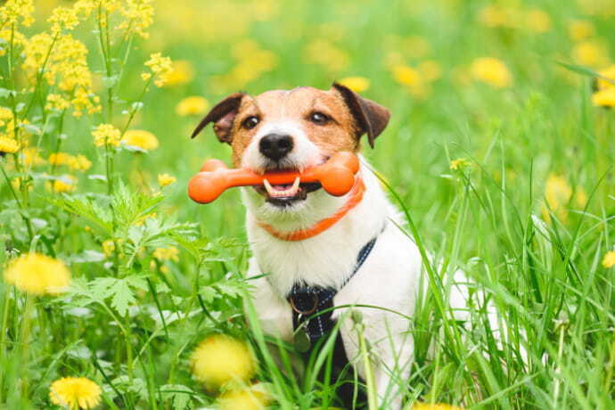 Cão usando coleira antipulgas e brincando no jardim.