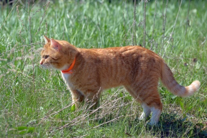Gato alaranjado com coleira antipulgas sobre a grama verde.