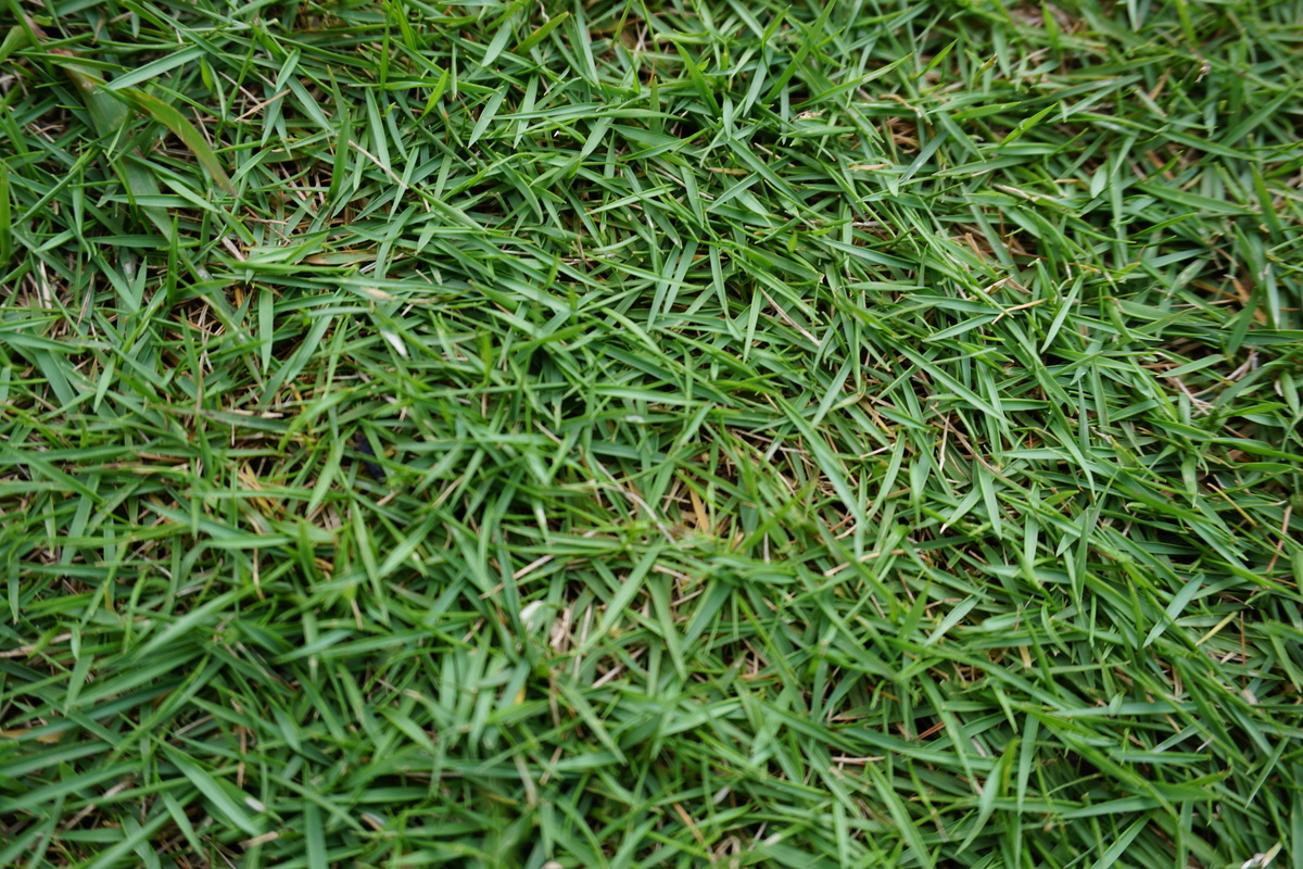 Close up em grama esmeralda