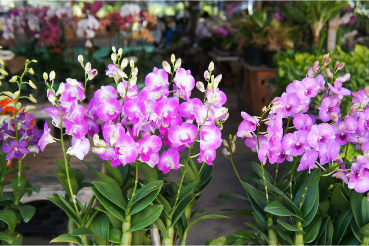 Mudas bem floridas de orquídea denphal rosa e roxo