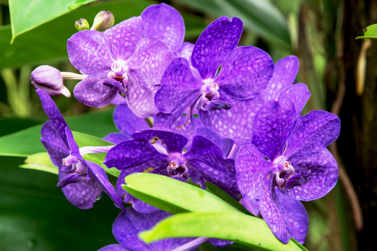 Orquídea denphal: como cuidar da mini orquídea, fazer florir e mais!