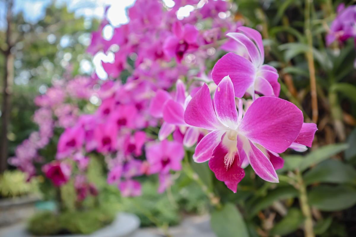 Close up em flor rosa com branco de orquídea denphal