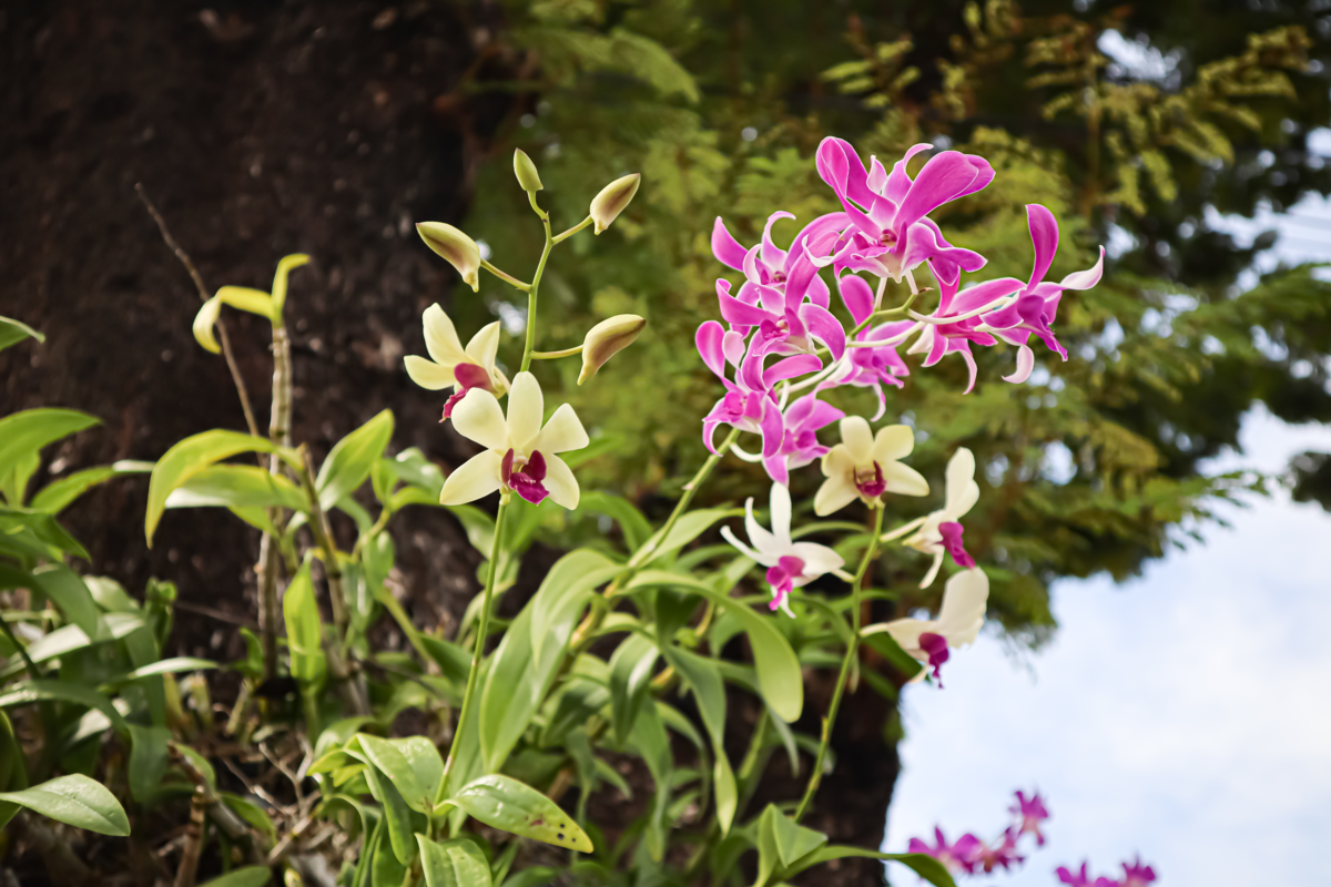 Orquídeas denphal amarela e rosa com branco plantadas no alto, próximas à árvore