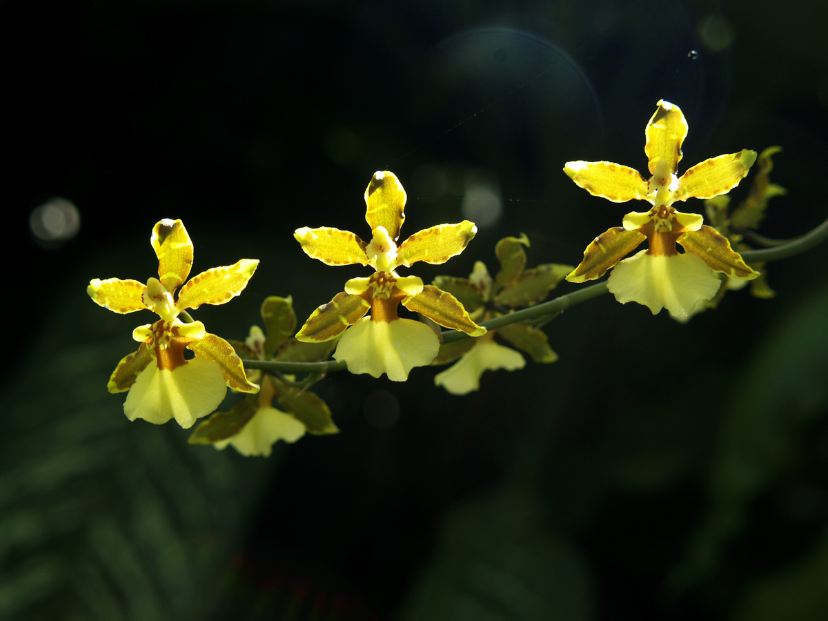 Três flores de orquídea oncidium amarelas
