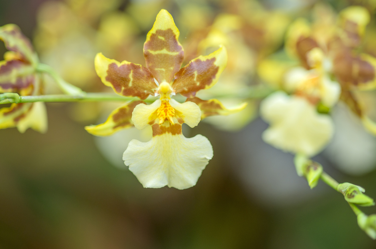 Flor de orquídea oncidium amarela e branca com manchas marrons