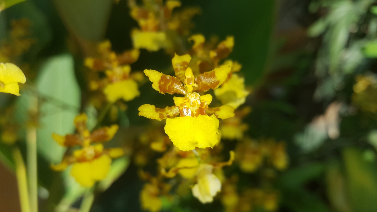 Orquídea oncidium floridanum amarela com manchas marrons