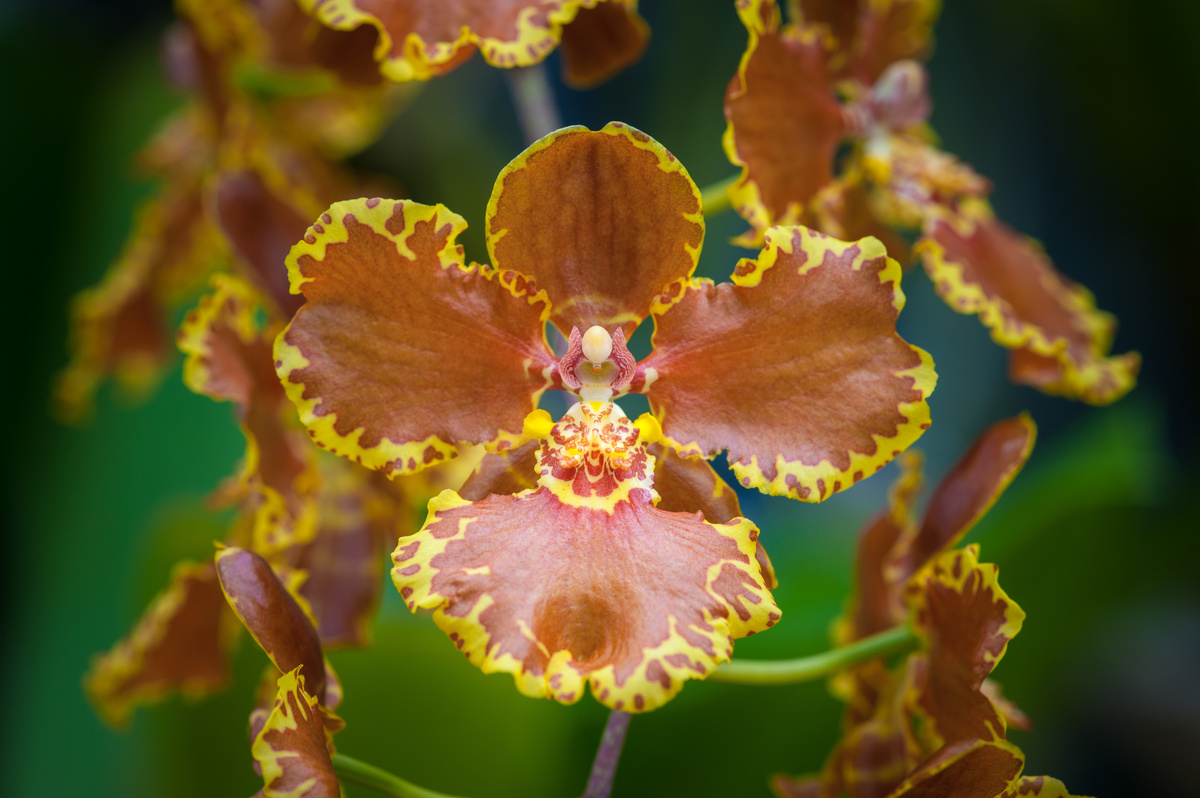 Orquídea oncidium forbesii com petálas de bordas amareladas e centro marrom avermelhado