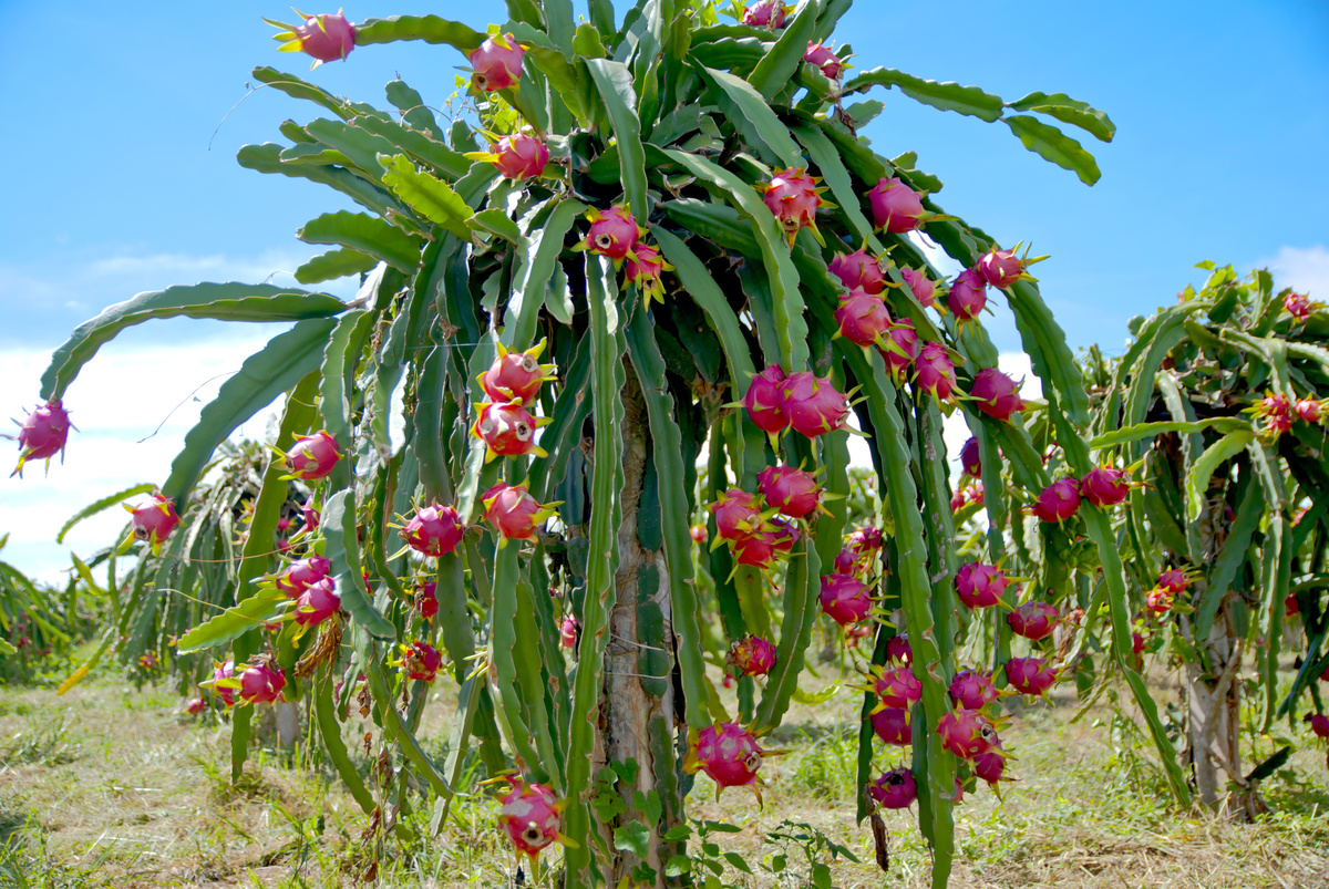 Mudas De Dama Da Noite Amarela Epiphyllum Gigante Kirsten Cactos