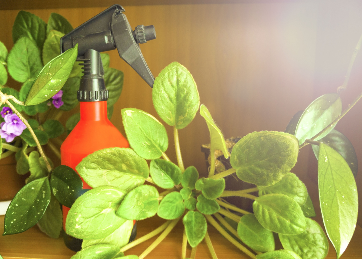 Spray para inseticida e plantas
