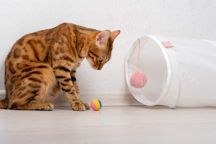 Gato e um brinquedo de túnel