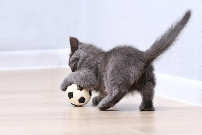 Um pequeno gatinho cinza brinca com uma bola de futebol de brinquedo