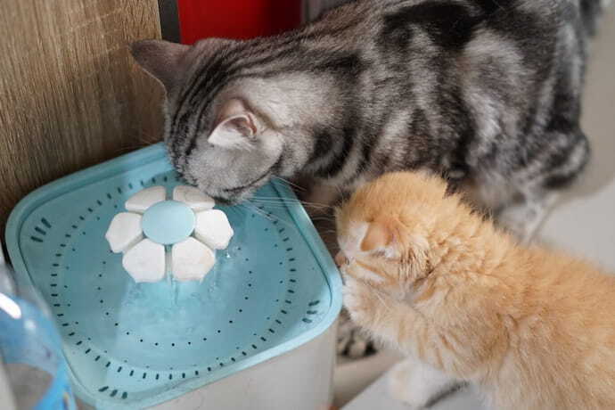Dois gatos e uma fonte de água automática