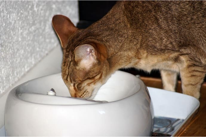 Gato bebendo água de uma fonte