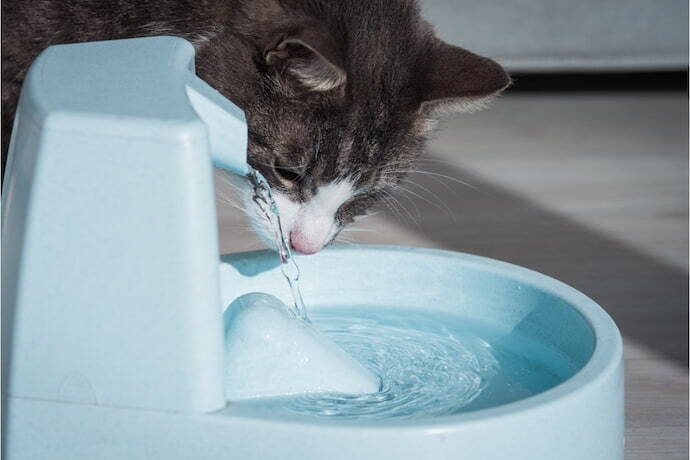 Gato bebendo água em uma fonte de água azul