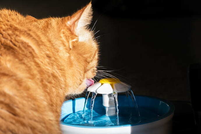 gato alaranjado que bebe de uma fonte de água