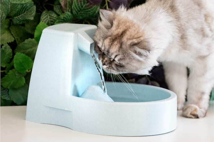 Gato branco e marrom bebendo água 