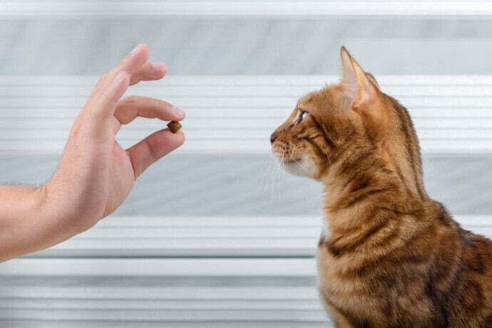 Indivíduo mostrando um petisco para o gato