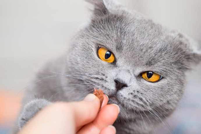 Gato comendo um petisco