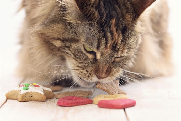 Gato comendo petiscos no chão