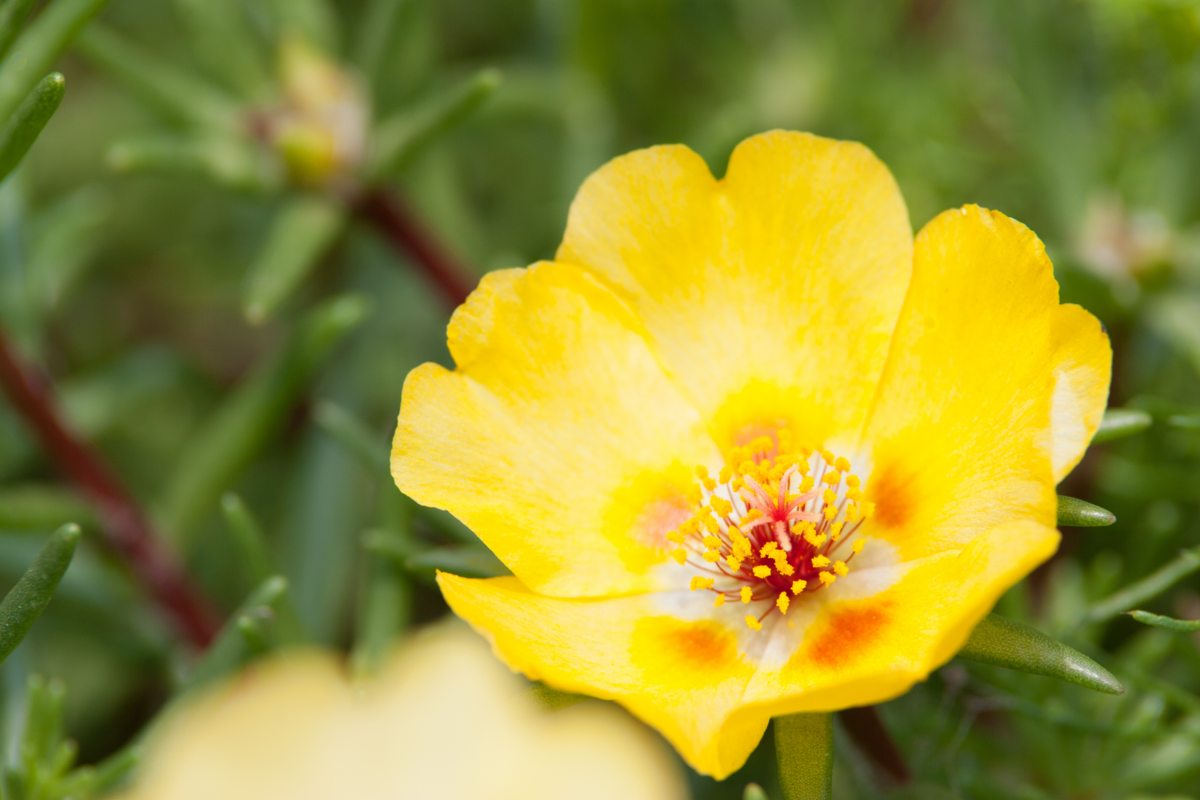 Close up em flor amarela de onze-horas