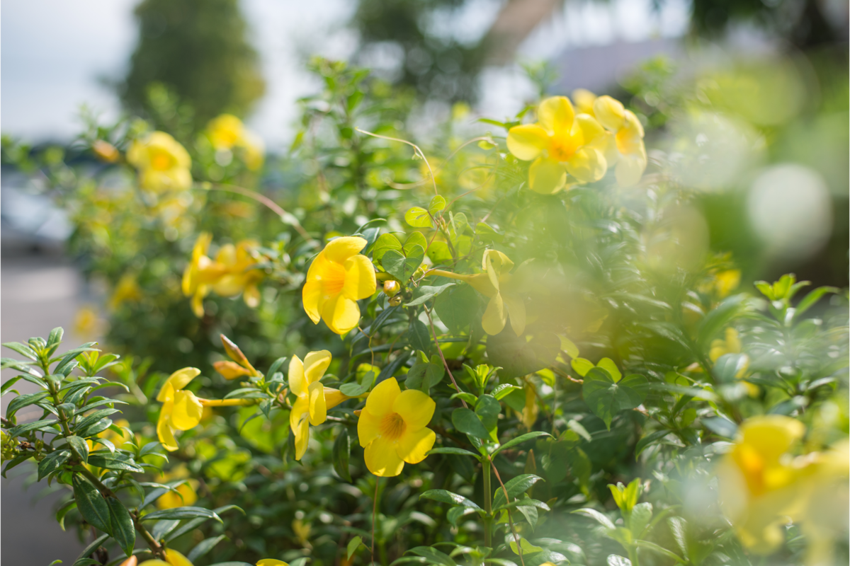 Alamanda amarela com várias flores