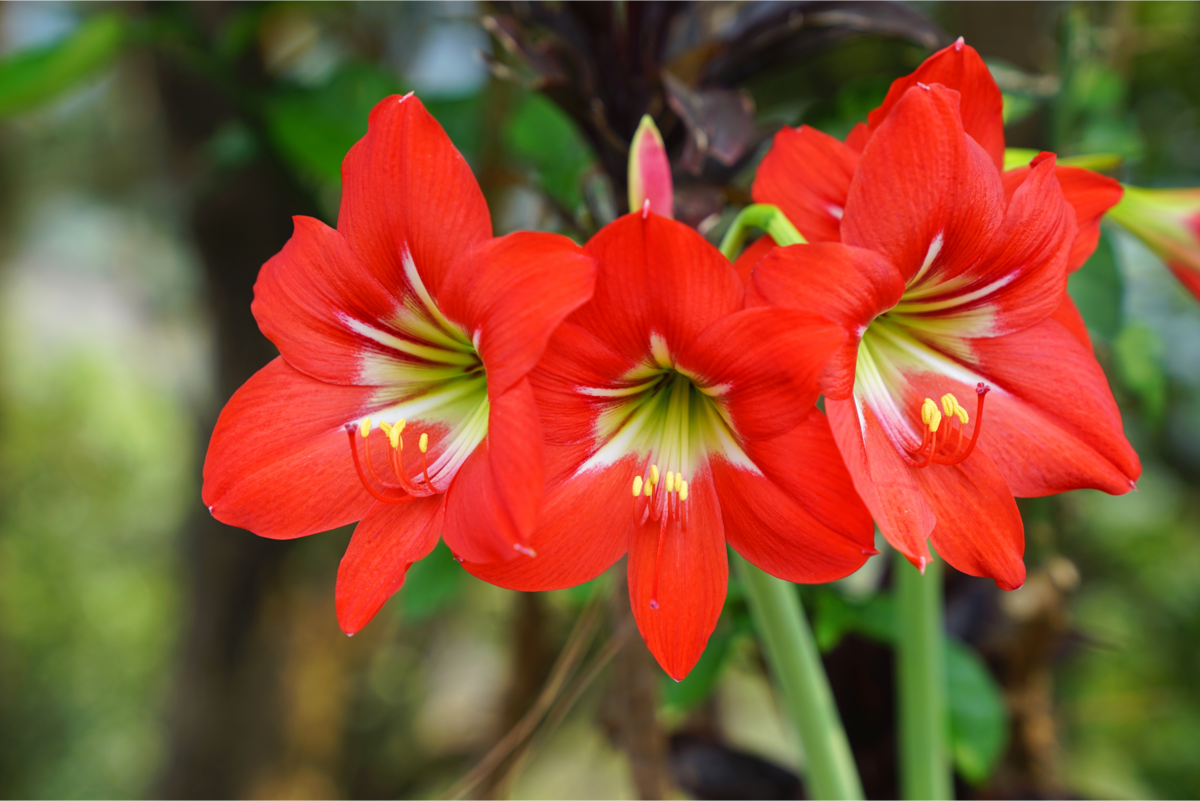 Três flores de Amarílis vermelha