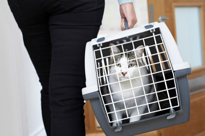 Indivíduo carregando um gato dentro de uma caixa de transporte