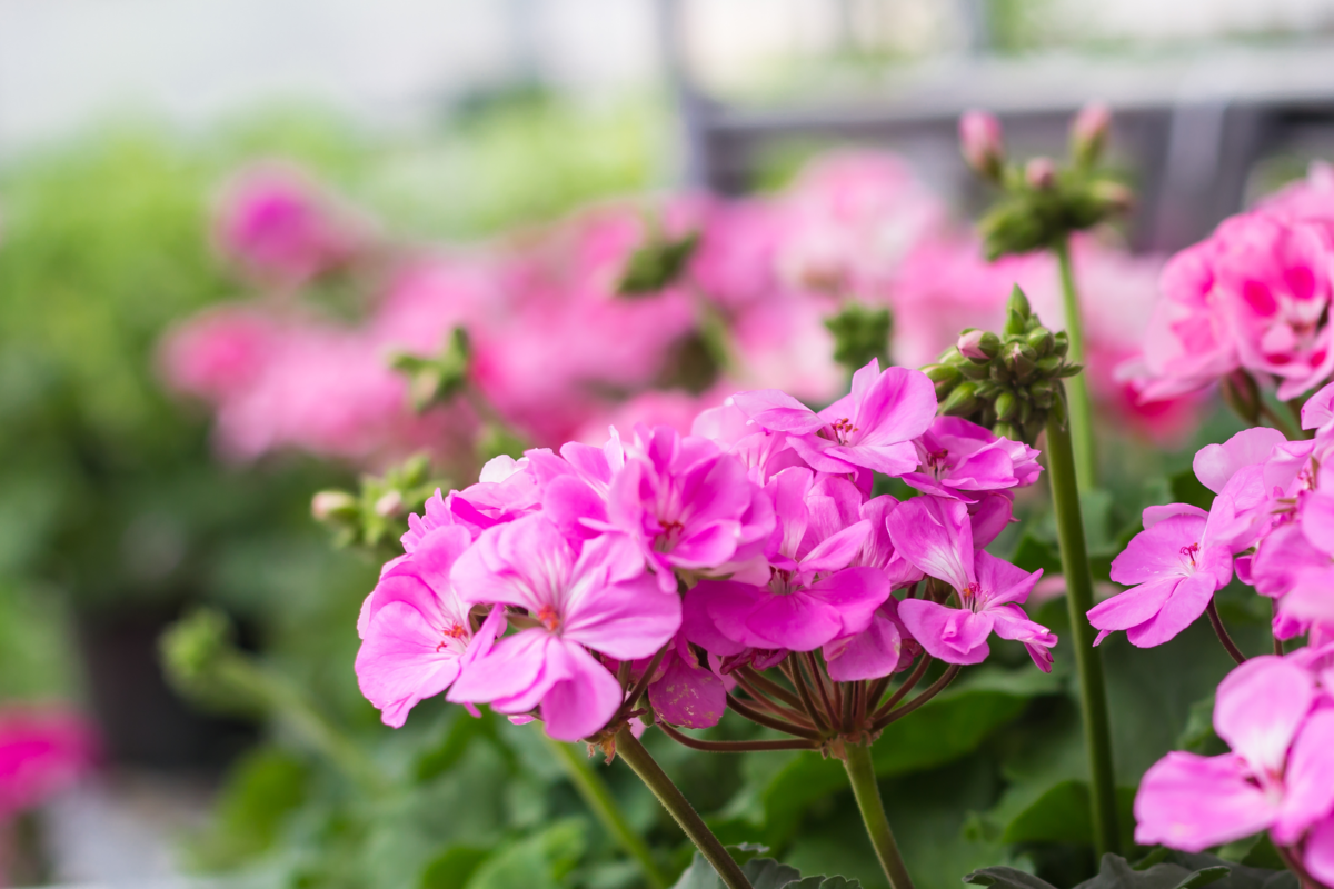 Flor gerânio: como cuidar, os benefícios, significado e muito mais!